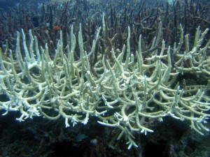 Great Barrier Reef Korallensterben